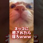 ネッコの動画で癒されたら寝ろｗｗｗ　#2ch #2chまとめ 動物スレ #2ch面白いスレ #動物 #犬 #猫 #癒やし #ねこ動画